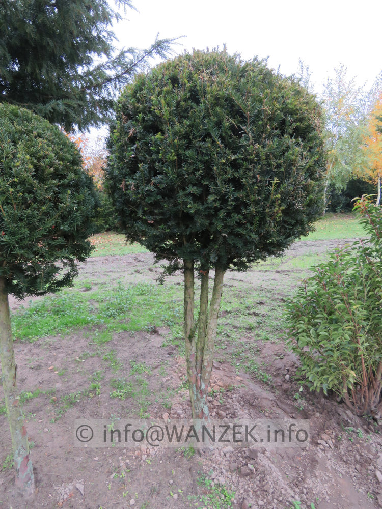 Taxus baccata 08 Kugelstamm.JPG